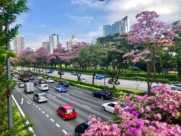 mùa xuân ở singapore: ngắm hoa nở rực rỡ khắp đảo quốc xinh đẹp