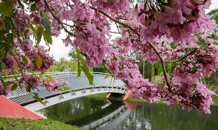 mùa xuân ở singapore: ngắm hoa nở rực rỡ khắp đảo quốc xinh đẹp
