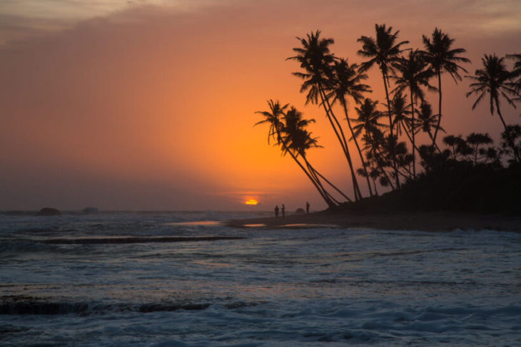 188+ Hình ảnh cây dừa Bến tre, dừa biển tràn đầy sức sống cực đẹp -  ALONGWALKER