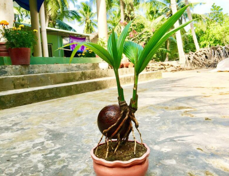 khách sạn, 188+ hình ảnh cây dừa bến tre, dừa biển tràn đầy sức sống cực đẹp