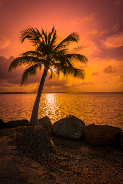 khách sạn, 188+ hình ảnh cây dừa bến tre, dừa biển tràn đầy sức sống cực đẹp