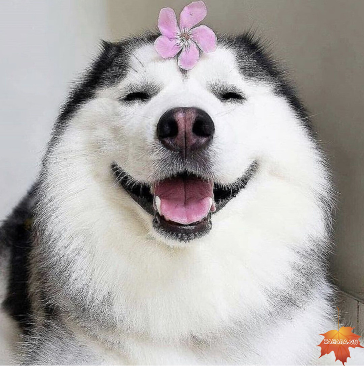 Tổng hợp hơn 95+ ảnh những chú chó hài hước cute nhất - Sai Gon English  Center