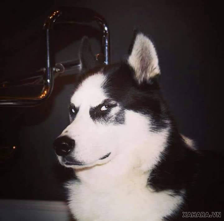 Chó Con Husky Trắng Siberia Trên đồng Cỏ Xanh · Ảnh có sẵn miễn phí