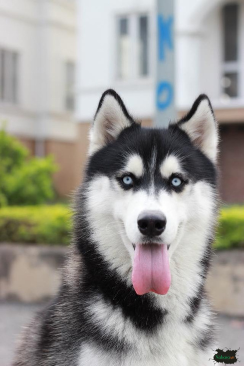 Hình ảnh Siberian Husky Dog Dog Pot Pet Dễ Thương Yếu Tố Thú Cưng Dễ Thươ  PNG Miễn Phí Tải Về - Lovepik