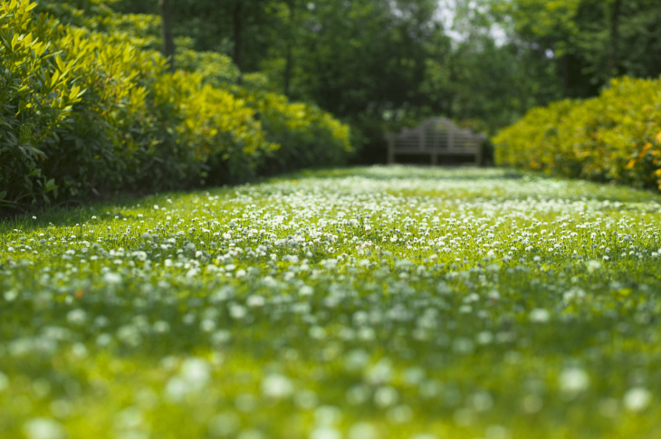 homestay, 50+ hình nền cỏ xanh tươi mát, đẹp cho máy tính, điện thoại