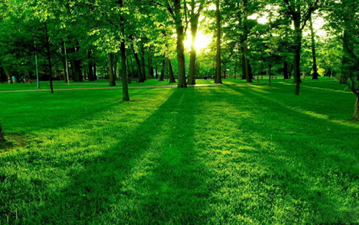 homestay, 50+ hình nền cỏ xanh tươi mát, đẹp cho máy tính, điện thoại
