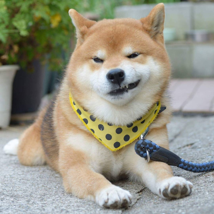 25 Hình Ảnh Chó Shiba Cute Đáng Yêu Làm Con Tim Tan Chảy