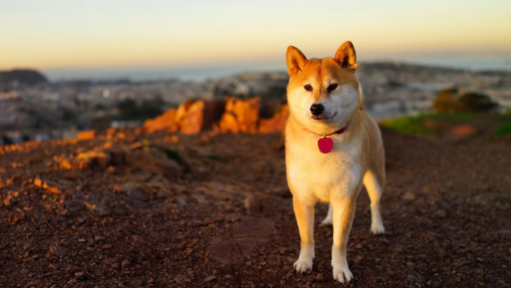 500 hình nền chó Shiba hoạt hình Tinh nghịch và đáng yêu