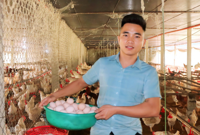 entrepreneurship youth, get rich from farming, good farmer, ha tinh, from empty hand to farm owner of 3,000 laying hens