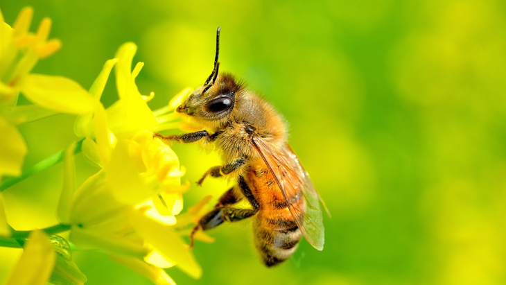 homestay, 99+ hình ảnh con ong mật mới nhất, dễ thương nhất hiện nay