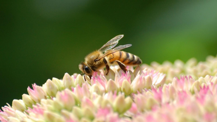 homestay, 99+ hình ảnh con ong mật mới nhất, dễ thương nhất hiện nay