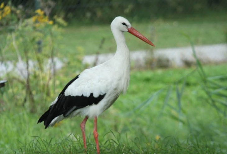 homestay, 79+ hình ảnh con cò trắng và đen đẹp nhất xu hướng tìm kiếm