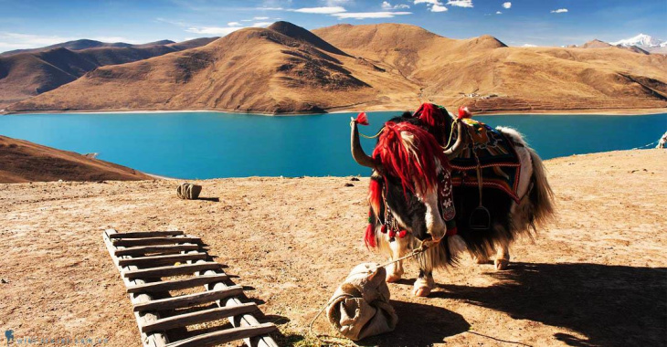 khám phá, khám phá hồ yamdrok - hồ linh thiêng và huyền bí bậc nhất tại tây tạng