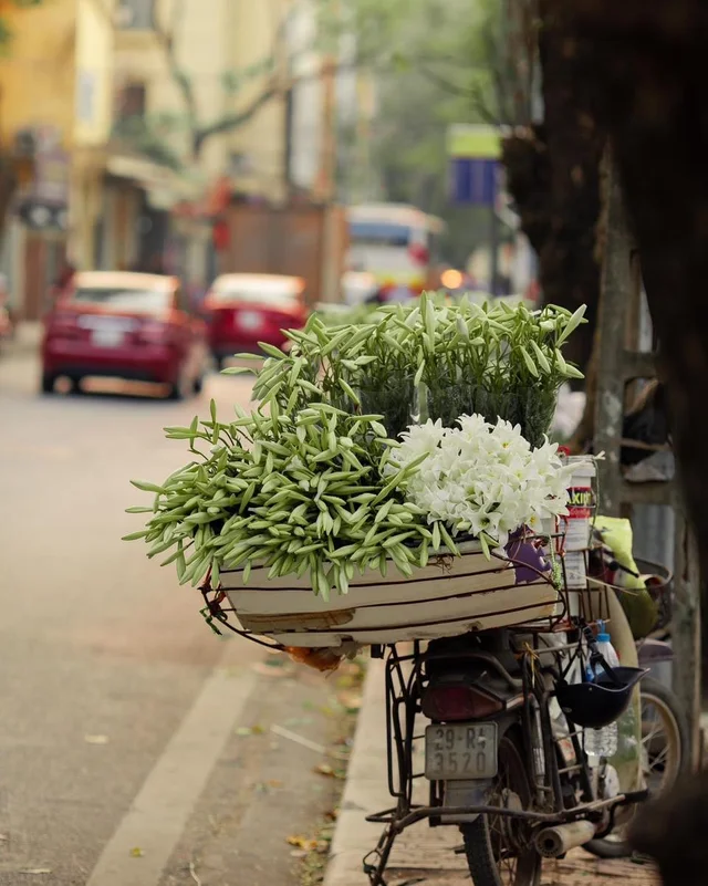 Mùa hoa loa kèn dịu dàng về trên phố Hà Nội