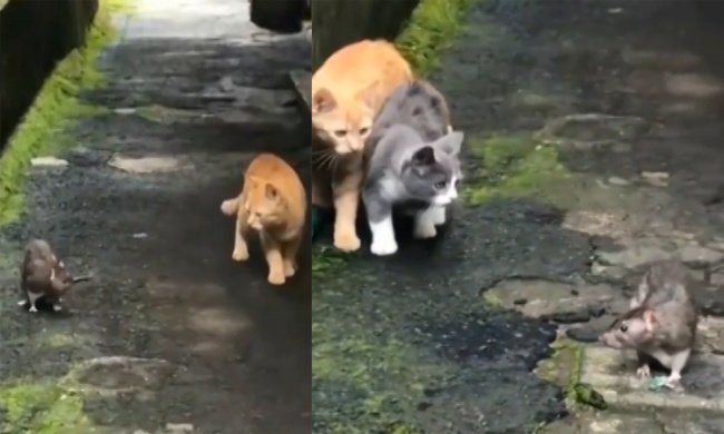 Hai chú mèo rón rén đi theo chuột