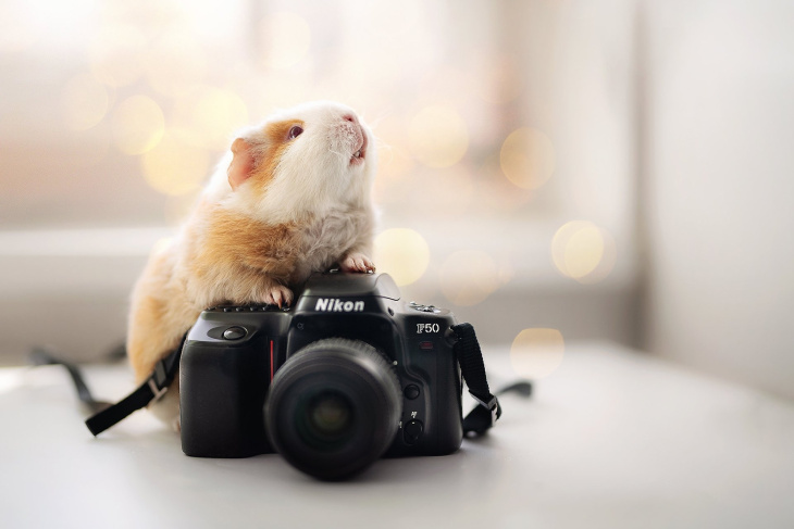 resort, 60+ hình ảnh con chuột, đáng yêu nhất mới nhất hiện nay