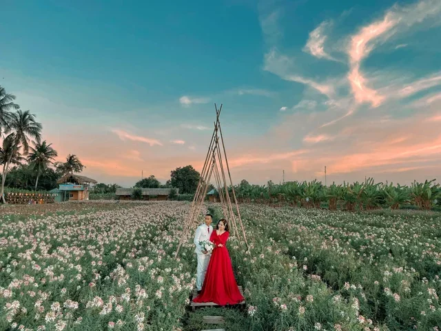 huynh flower field - a new check-in point for nature lovers