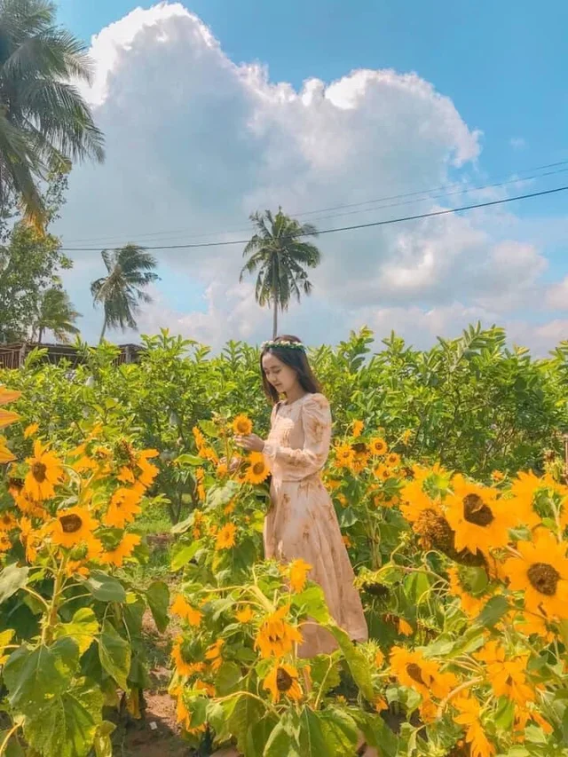 huynh flower field - a new check-in point for nature lovers
