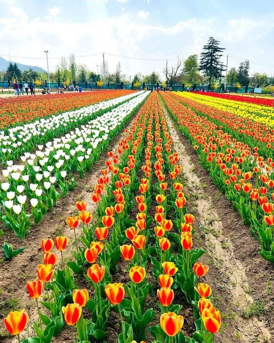 This Spring, Head to These 5 Places to Be Smitten by the Spring Colours in Kashmir