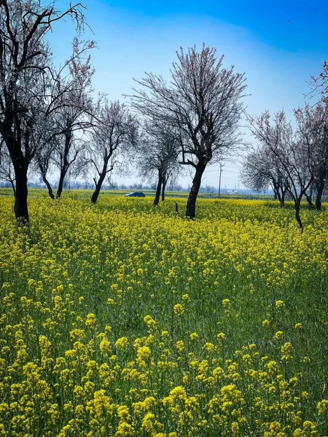 this spring, head to these 5 places to be smitten by the spring colours in kashmir