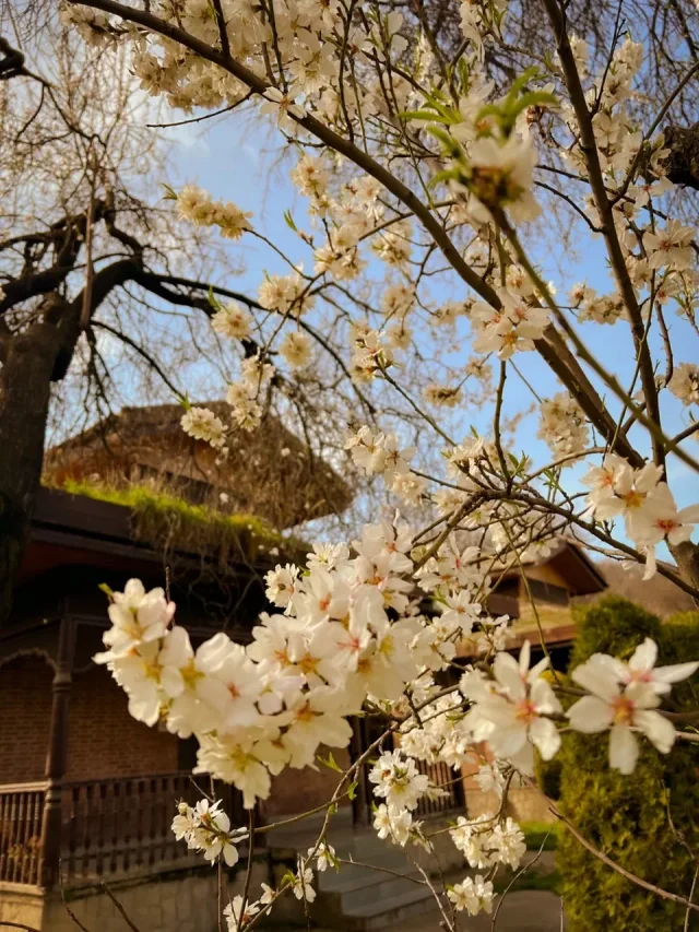this spring, head to these 5 places to be smitten by the spring colours in kashmir