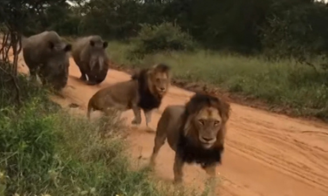 Cặp đôi sư tử vội tránh mặt khi gặp tê giác