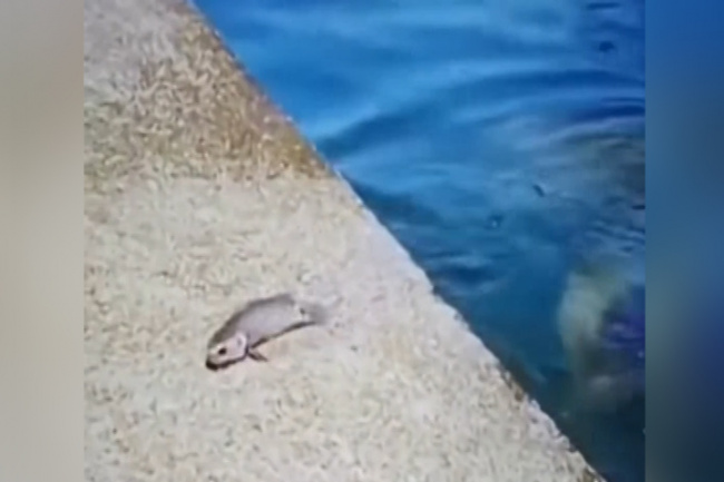 Cá rô nhảy lên bờ tránh mặt cá to