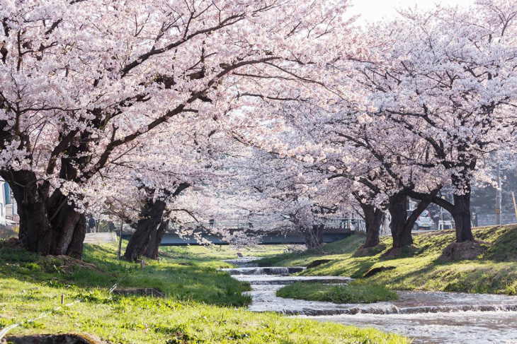 Say đắm sắc hoa anh đào tại 22 địa điểm du lịch nổi tiếng ở Fukushima - Phần 1, Khám Phá
