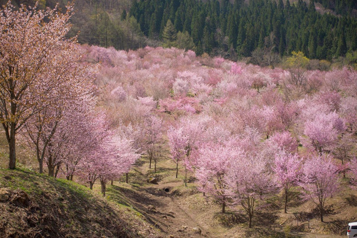 Say đắm sắc hoa anh đào tại 22 địa điểm du lịch nổi tiếng ở Fukushima - Phần 1, Khám Phá