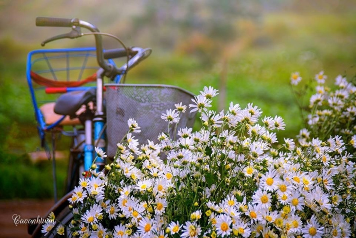 khám phá, trải nghiệm, hành trình những mùa hoa ở việt nam: sắc trắng tinh khôi năm 2023