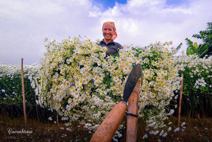khám phá, trải nghiệm, hành trình những mùa hoa ở việt nam: sắc trắng tinh khôi năm 2023