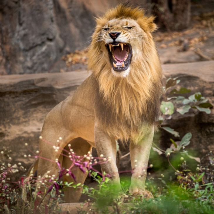 khám phá, trải nghiệm, 79+ hình ảnh con sư tử đẹp, cực ngầu ảnh chuẩn hd miễn phí  