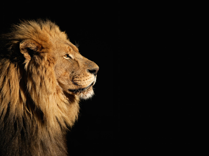 khám đập phá, hưởng thụ, 79+ hình hình ảnh con cái sư tử rất đẹp, rất rất ngầu hình ảnh chuẩn chỉnh hd không tính tiền  