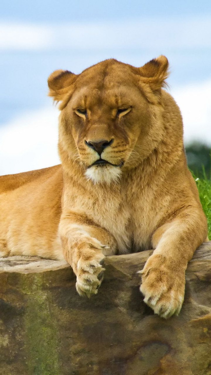 khám phá, trải nghiệm, 79+ hình ảnh con sư tử đẹp, cực ngầu ảnh chuẩn hd miễn phí  