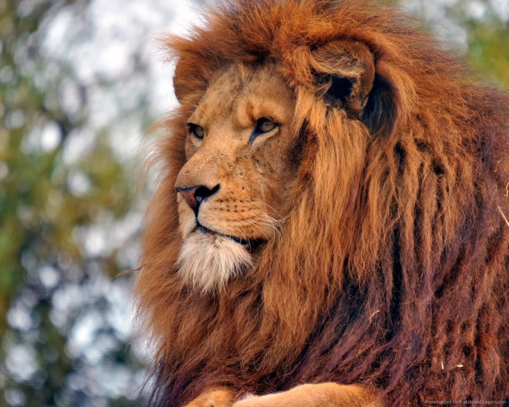 khám đập phá, hưởng thụ, 79+ hình hình ảnh con cái sư tử rất đẹp, rất rất ngầu hình ảnh chuẩn chỉnh hd không tính tiền  