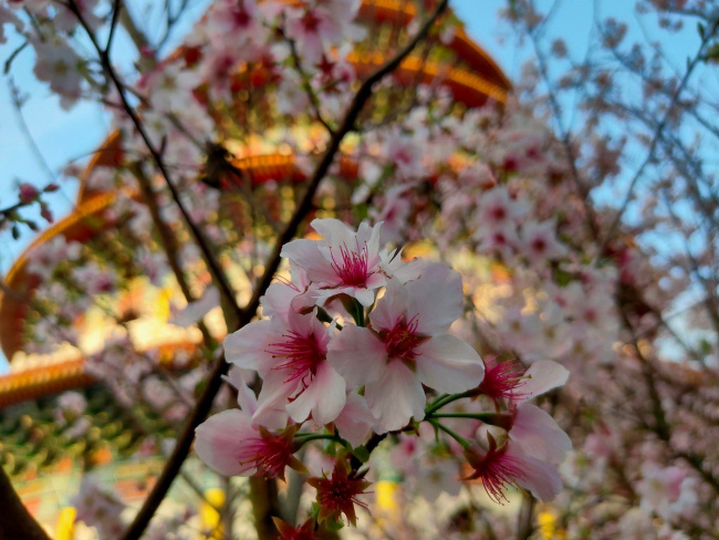 đến đài loan ngắm hoa anh đào tại đền thiên nguyên vô cực (wuji tianyuan gong)
