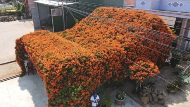 di linh plateau, lam dong tourism, the house covered with chili flowers becomes a check-in point