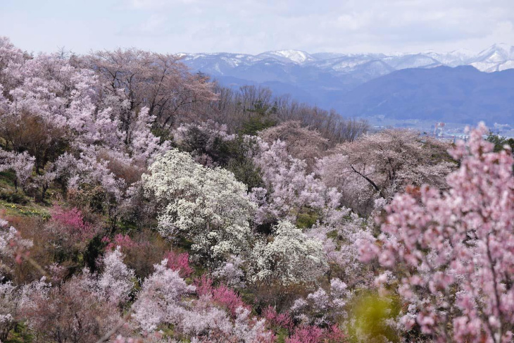 Say đắm sắc hoa anh đào tại 22 địa điểm du lịch nổi tiếng ở Fukushima - Phần 2, Khám Phá