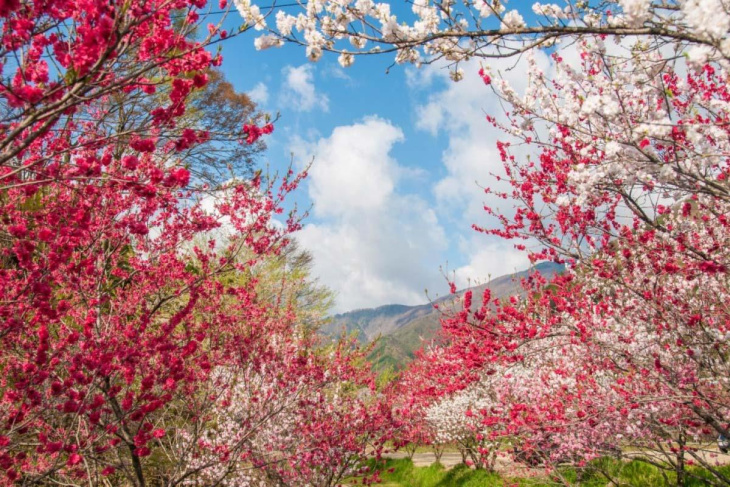 Say đắm sắc hoa anh đào tại 22 địa điểm du lịch nổi tiếng ở Fukushima - Phần 2, Khám Phá