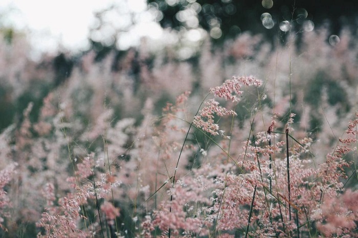dốc cỏ lau hồng nha trang, khám phá, trải nghiệm, sắc hồng rung rinh đầy lãng mạn ở dốc cỏ lau hồng nha trang