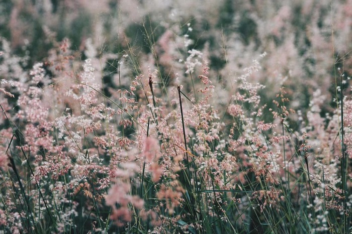 dốc cỏ lau hồng nha trang, khám phá, trải nghiệm, sắc hồng rung rinh đầy lãng mạn ở dốc cỏ lau hồng nha trang