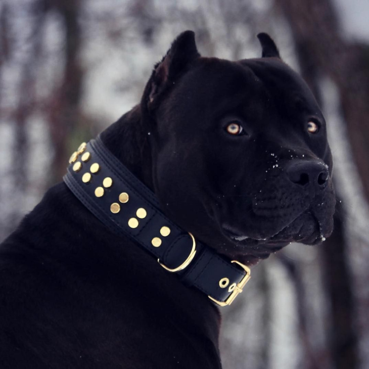 99 Hình Ảnh Chó Pitbull Mạnh Mẽ Ấn Tượng Đẹp Nhất Hiện Nay
