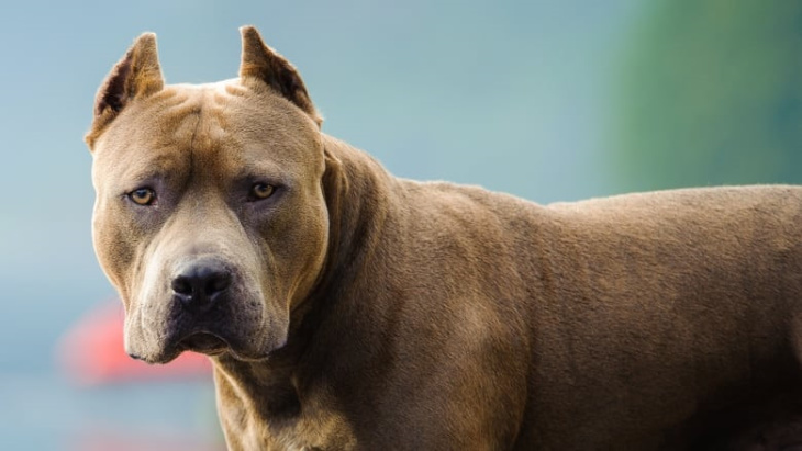 homestay, 399+ hình ảnh chó pitbull đẹp thuần chủng, đang hot nhất hiện nay