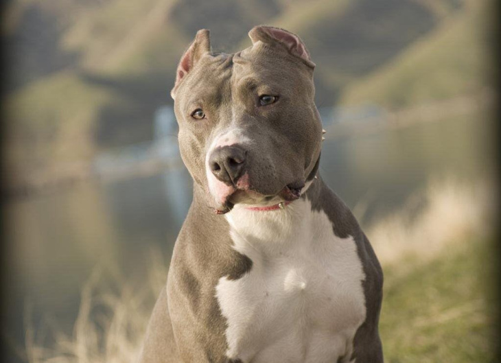 homestay, 399+ hình ảnh chó pitbull đẹp thuần chủng, đang hot nhất hiện nay