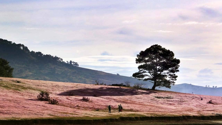 địa điểm,   												kinh nghiệm đi đồi cỏ hồng đà lạt cho dân phượt 2023