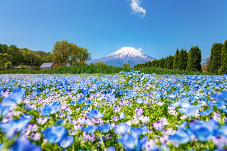 tour du lịch nhật bản: tokyo – kawaguchi – oshino hakkai – hana no miyako park – núi phú sĩ giá chỉ từ 27.9 triệu