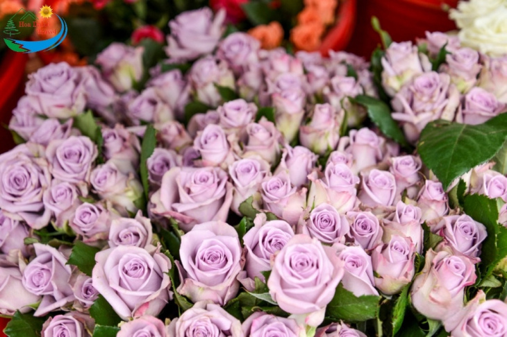 địa điểm,   												tìm hiểu về hoa hồng đà lạt và top 5 vườn hồng đẹp để check in