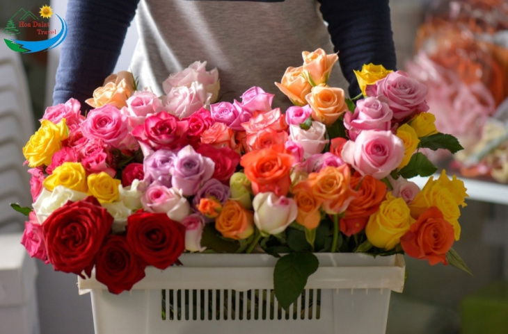 địa điểm,   												tìm hiểu về hoa hồng đà lạt và top 5 vườn hồng đẹp để check in