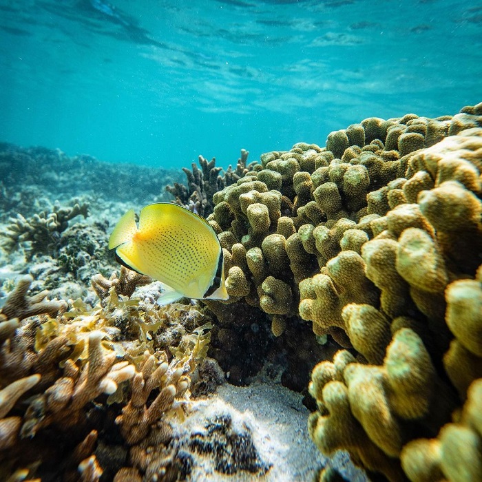 điểm ngắm san hô trên thế giới, khám phá, trải nghiệm, những điểm ngắm san hô trên thế giới đẹp ngỡ ngàng khiến du khách mê đắm