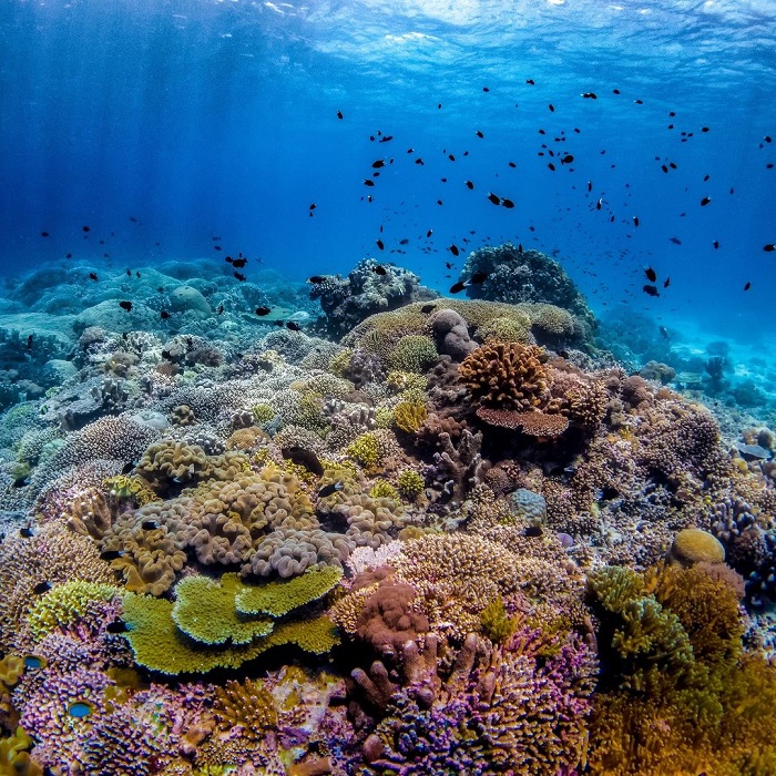 điểm ngắm san hô trên thế giới, khám phá, trải nghiệm, những điểm ngắm san hô trên thế giới đẹp ngỡ ngàng khiến du khách mê đắm